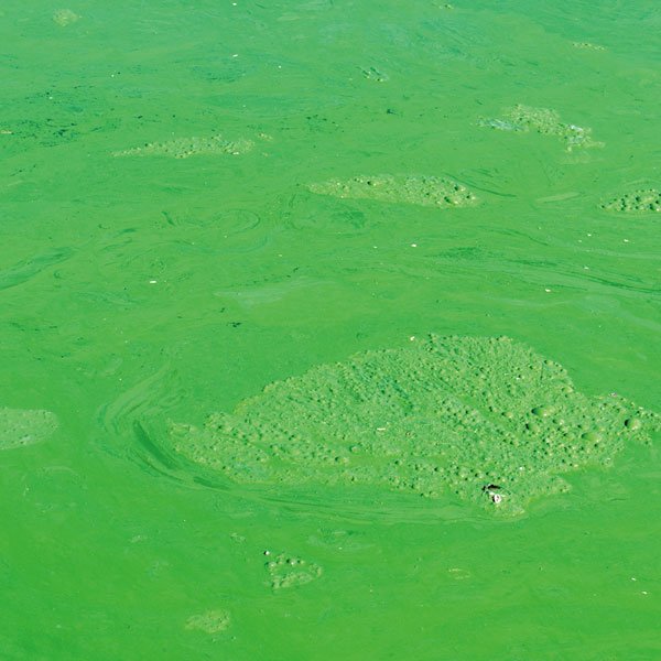 Đại lý chelating và tác động môi trường: Nhìn kỹ hơn về EDTA, NTA và STPP